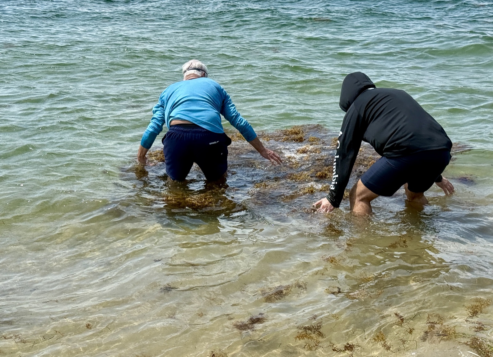Two people bent over in shallow water working with sargassum by hand